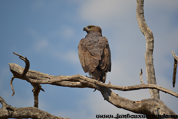 Aguila Marshall