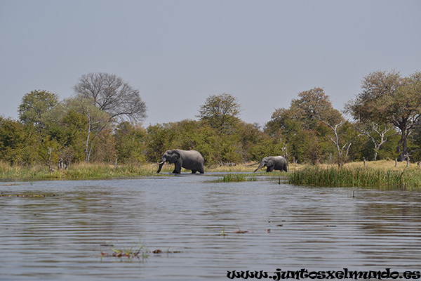Elefante 3