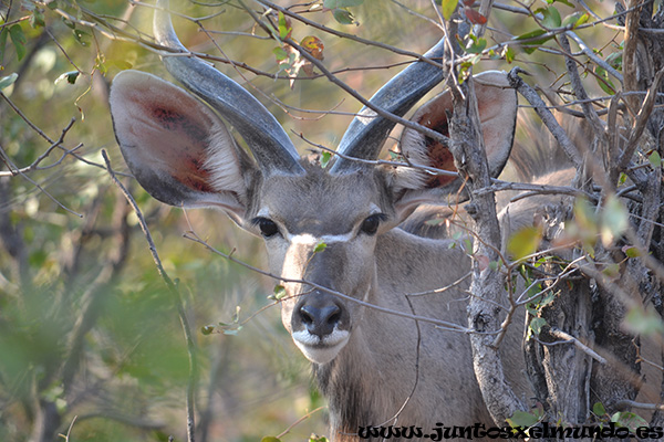 Kudu 1