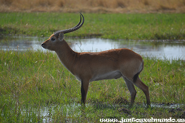 Lechwe 2