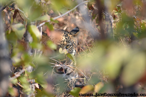 Leopardo