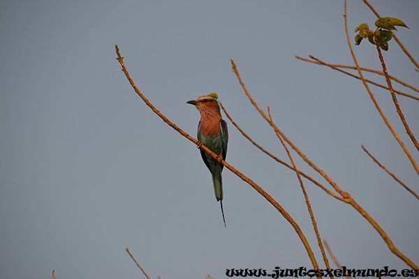 Lilac Breasted Roller