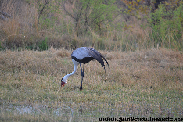 Wattled Crane