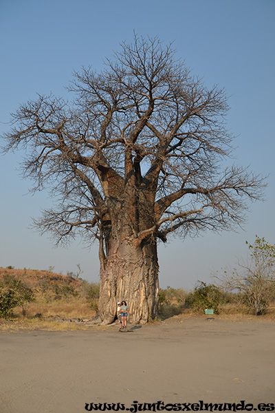 Baobab