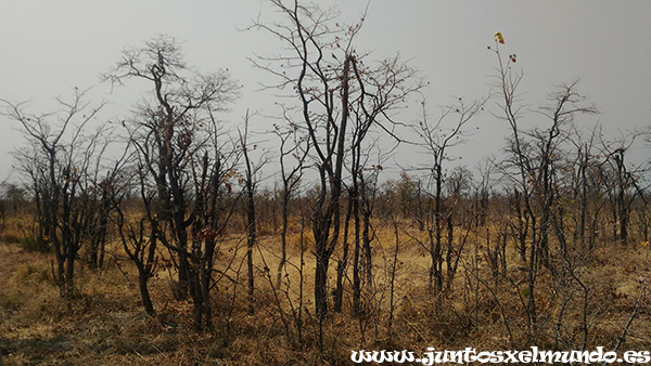 Camino de Savuti