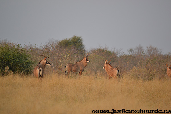 Lechwe