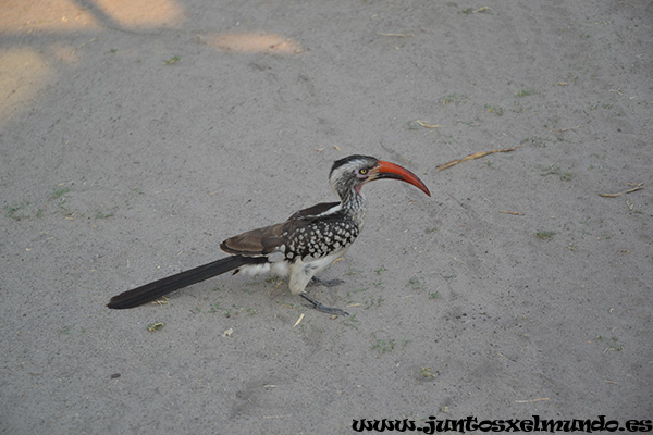 Red Billed Hornbill