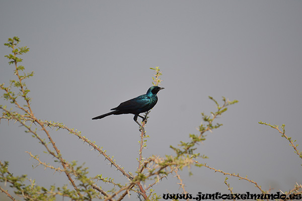 Burchell Starling