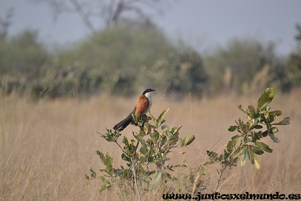 Coppery Tailed Coucal