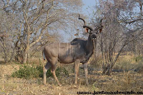 Kudu