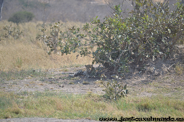 Leopardo