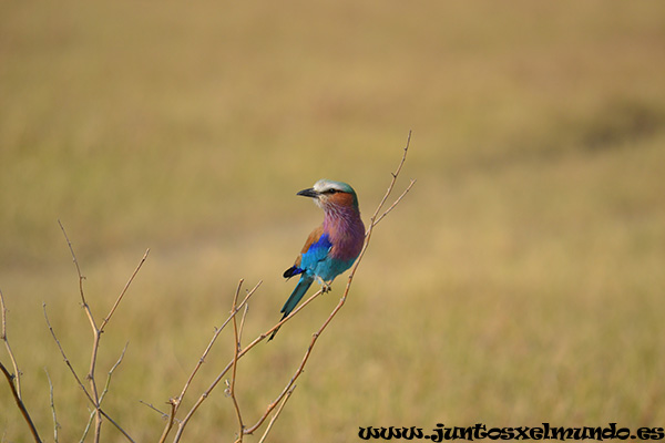 Lilac Breasted Roller