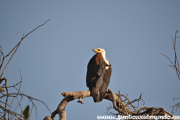 African fish eagle