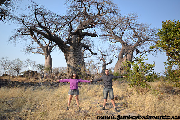 Baobab 1