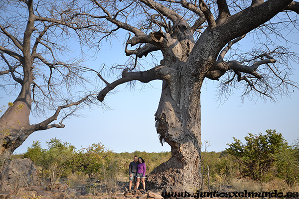 Baobab 2