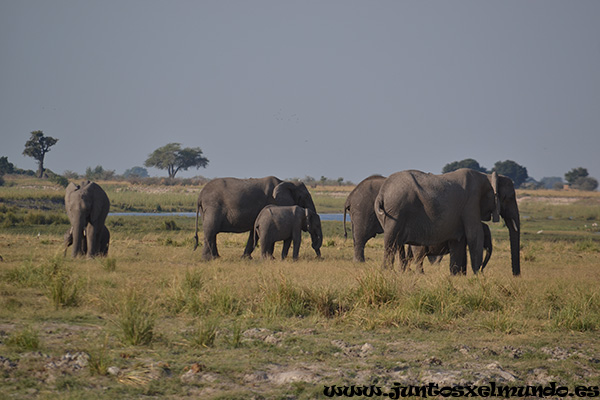 Elefante