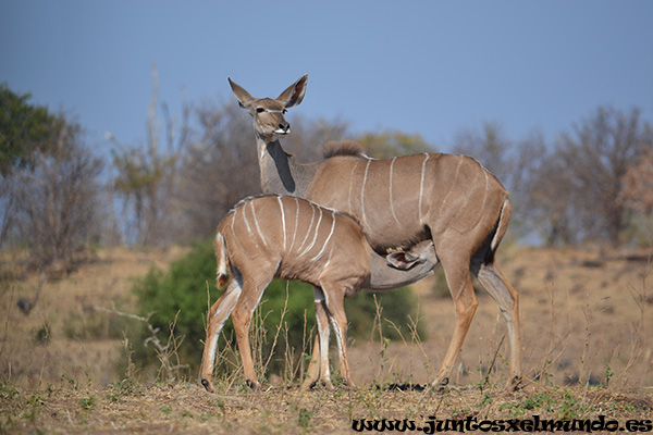 Kudu