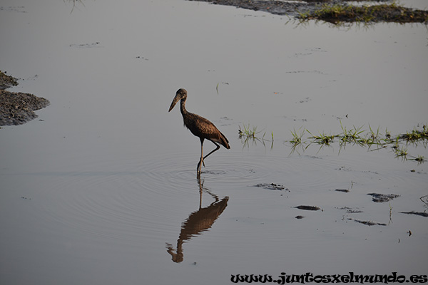 African Openbill