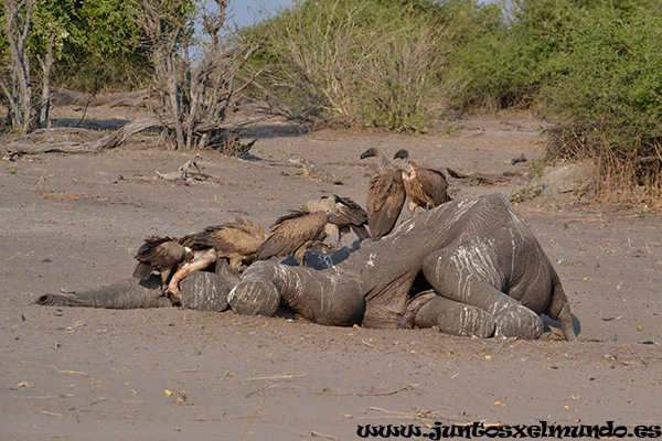 Buitres comiendo elefante