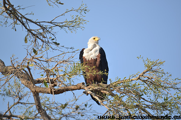 Fish eagle