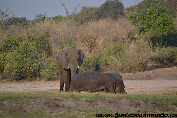 Hipopotamo y elefante