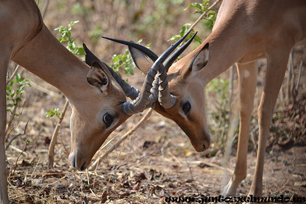 Impala