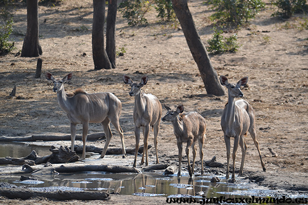 Kudu