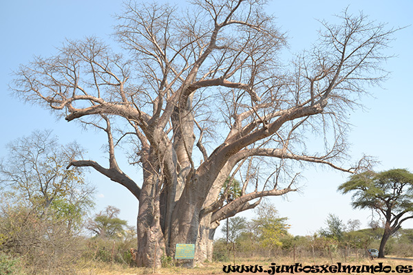 Baobab