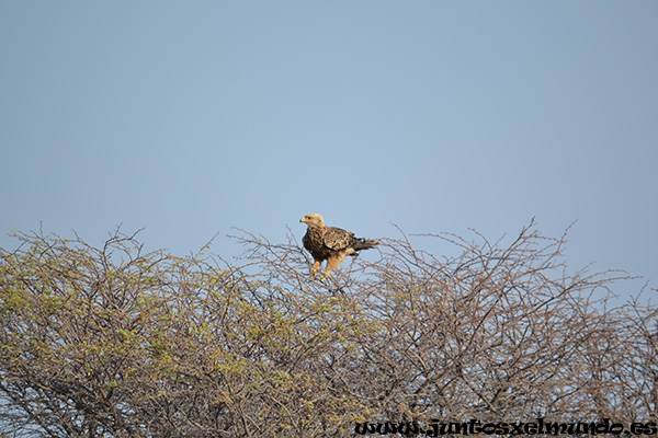 Aguila