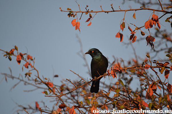 Burchell Starling