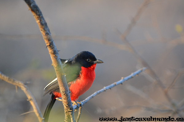 Crimson Breasted Shrike 1