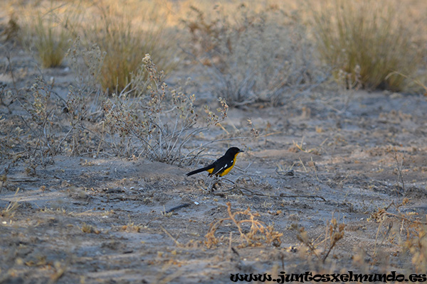 Crimson Breasted Shrike 2