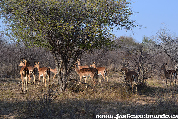 Impala 2