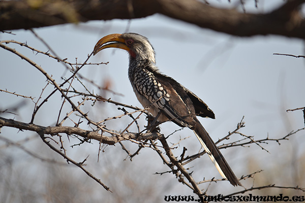 Yellow Billed Hornbill