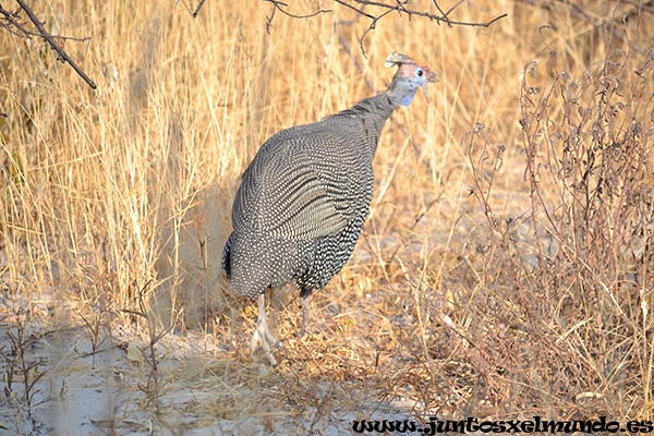 Helmeted Guinea Fowl