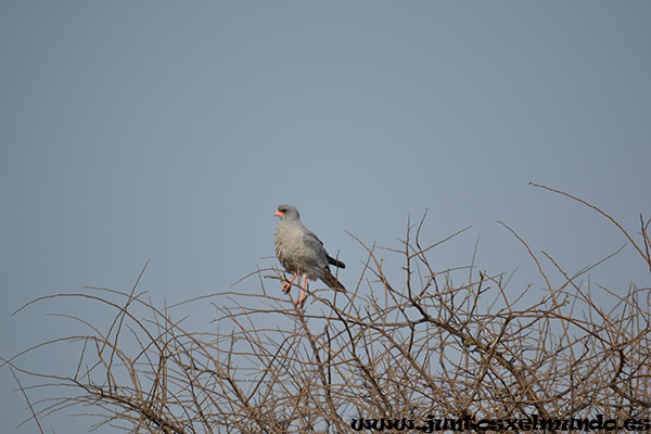 Pale Chanting Goshawk