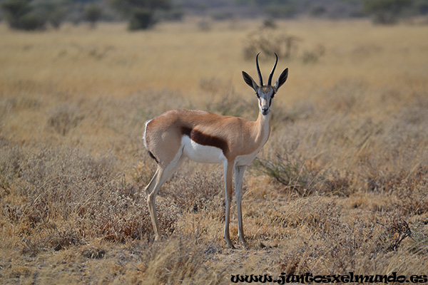 Springbok