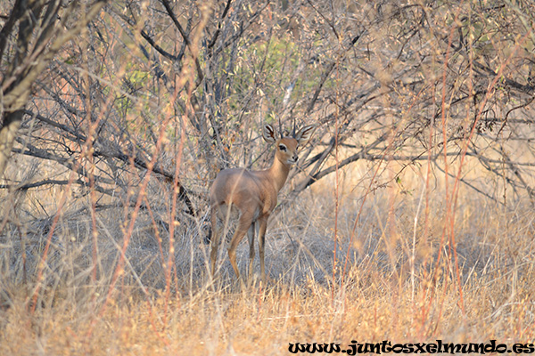 Steenbok