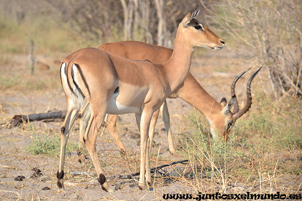 Impala