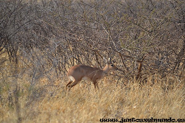 Steenbok