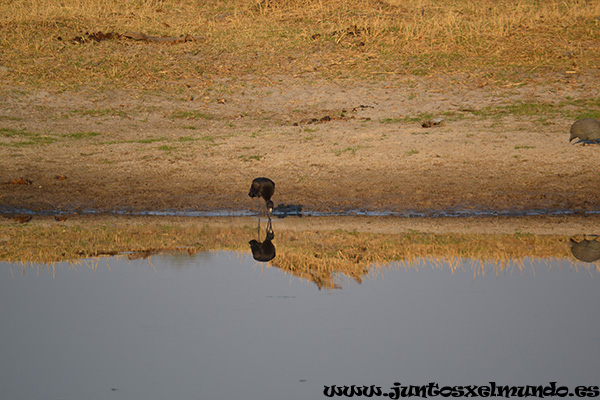 African Openbill