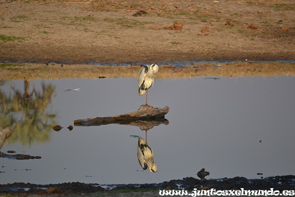 Grey Heron