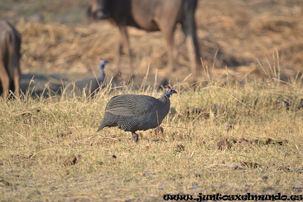 Helmeted Guinea Fowl