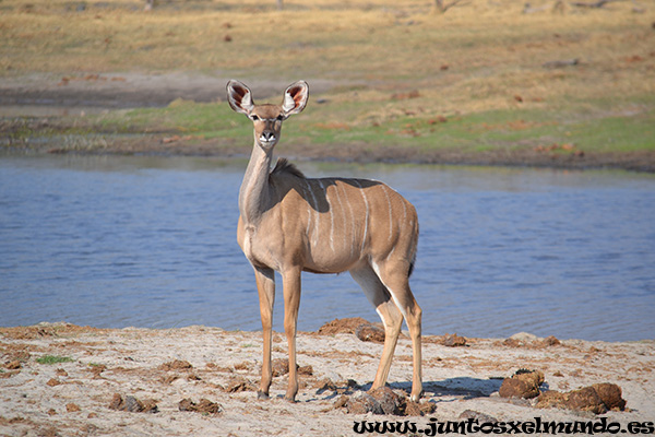 Kudu 2