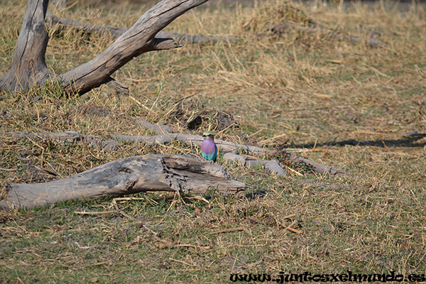 Lilac Breasted Roller