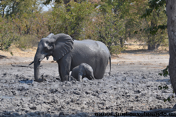 Elefante 1