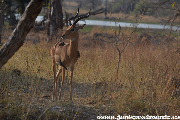 Impala