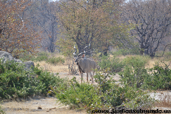 Kudu