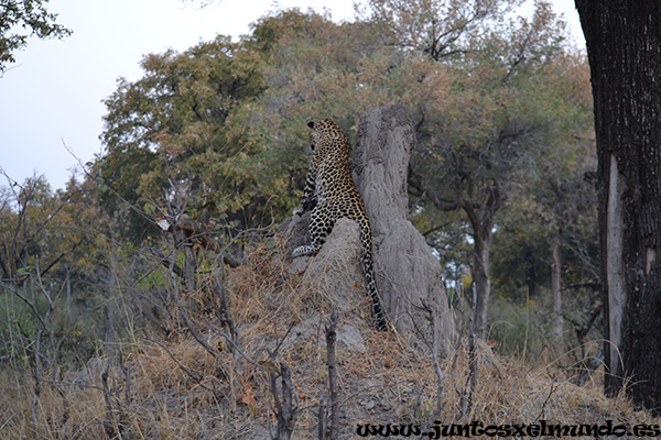 Leopardo 1