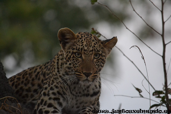 Leopardo